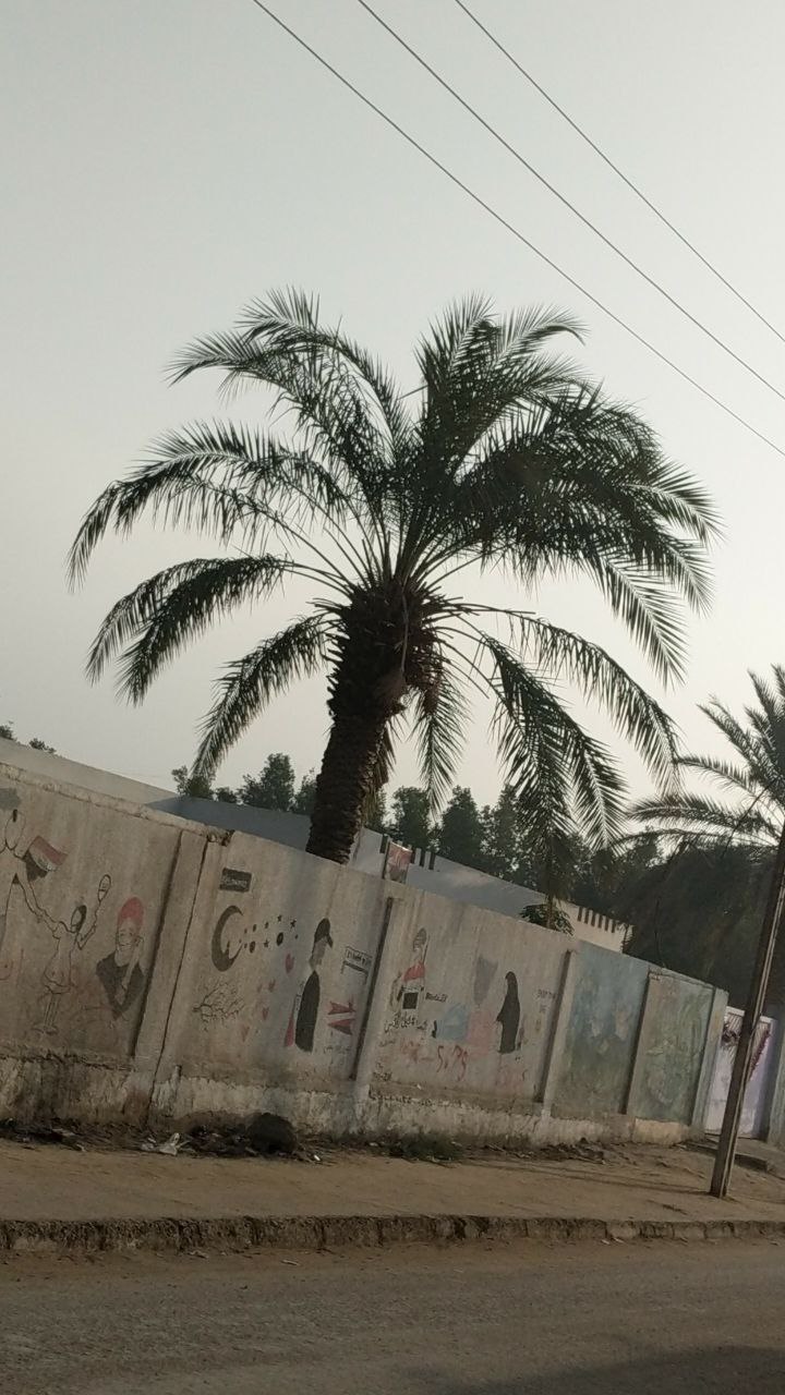 a palm tree behind a wall